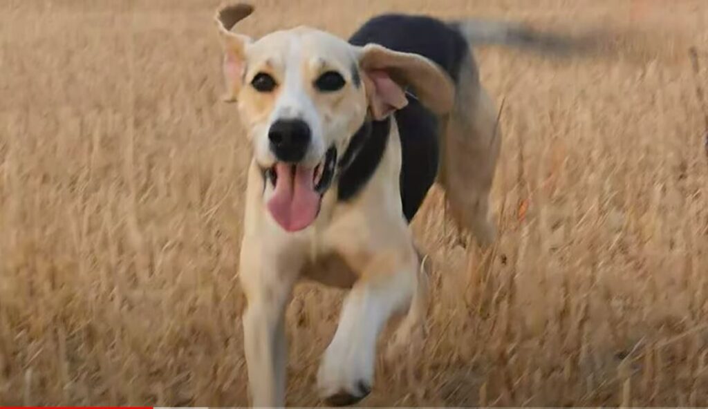 perro de caza sabueso noruego