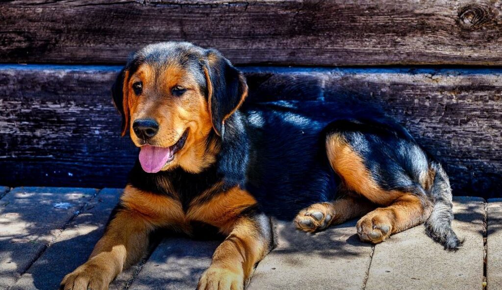 perro de caza sabueso polaco cachorro