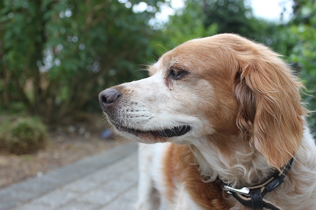 perro de caza spaniel-breton