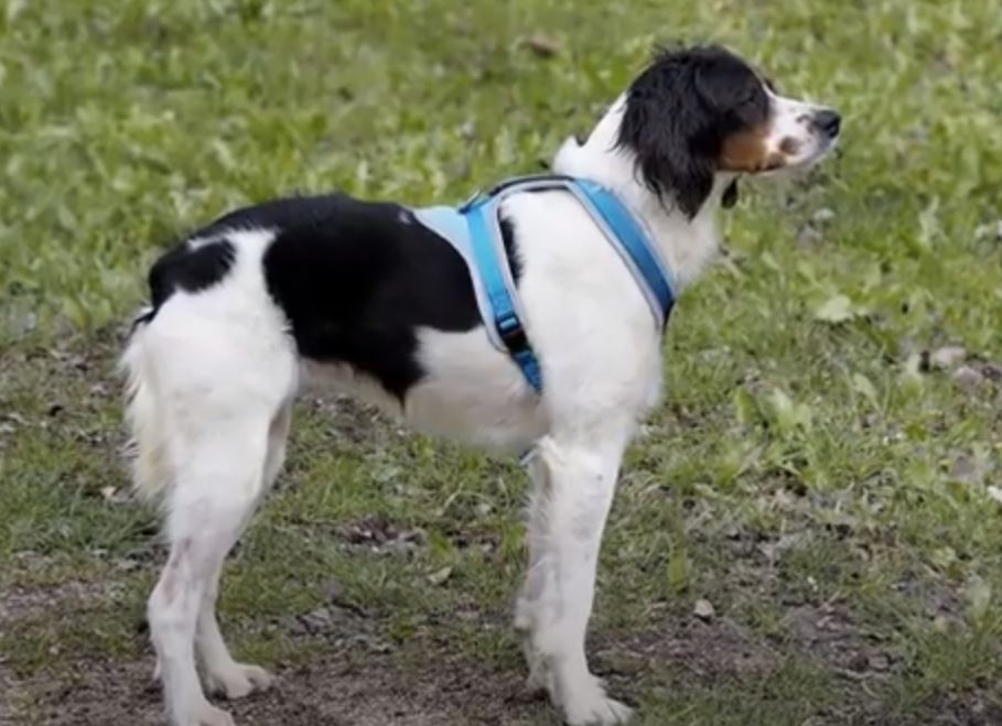 perro de caza-spaniel breton