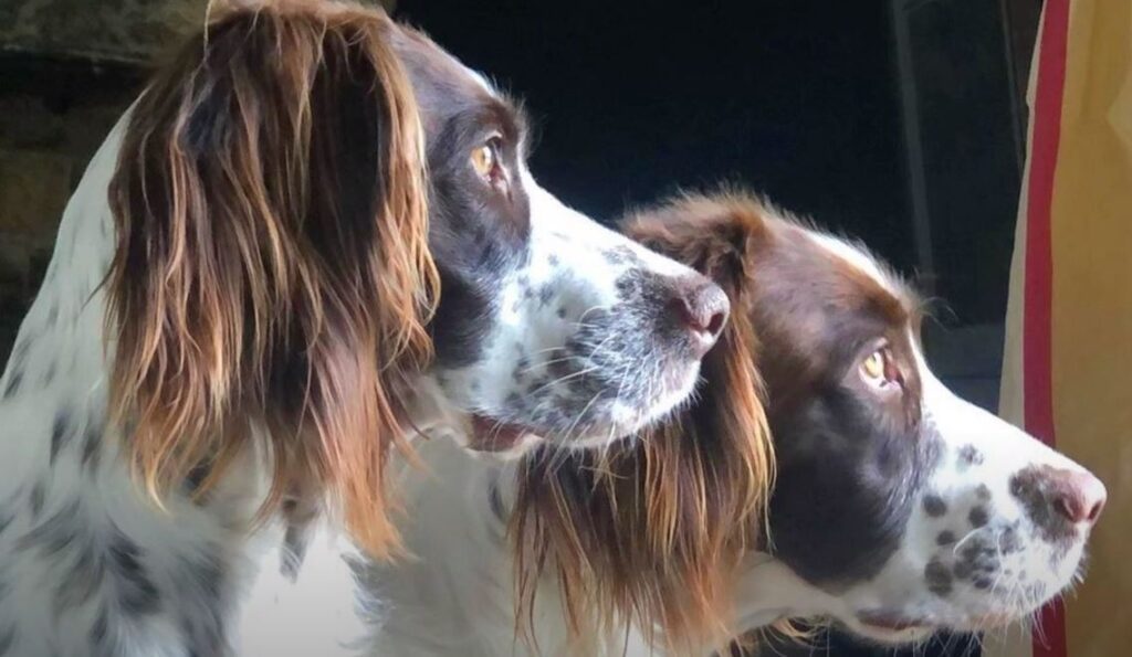 perro de caza spaniel frances