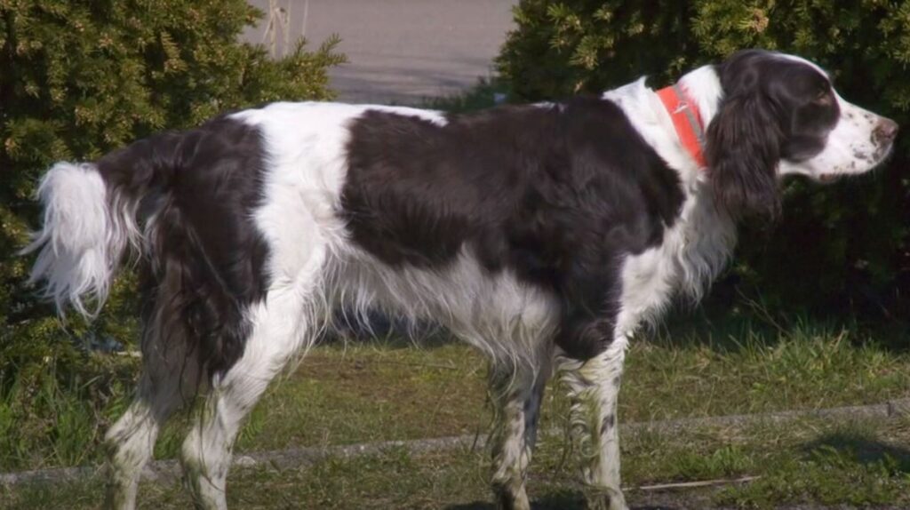 perro de caza spaniel-frances