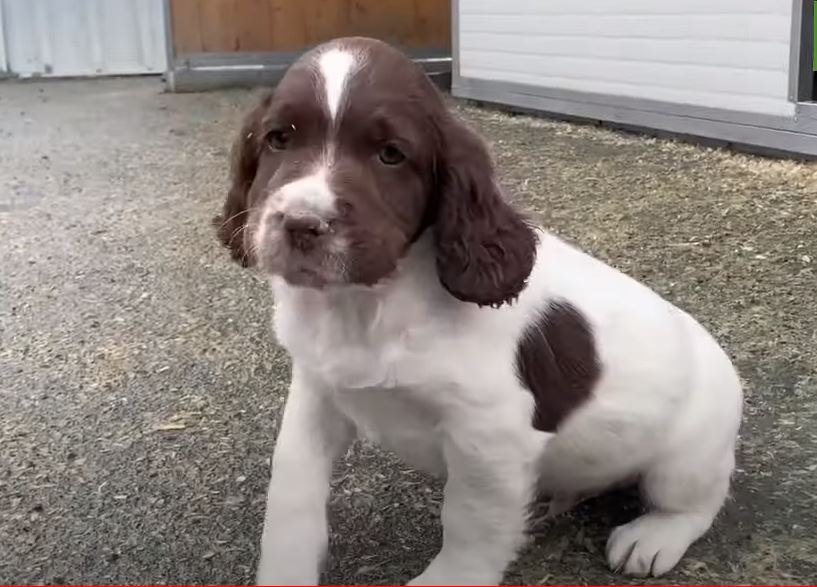 perro de caza spaniel frances cachorro