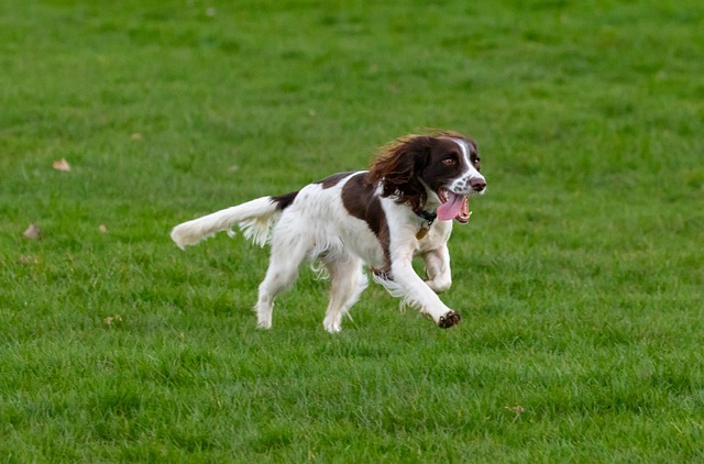 perro de caza-springer-spaniel