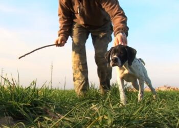 El Test de la Mariposa en el Adiestramiento de Perros de Caza