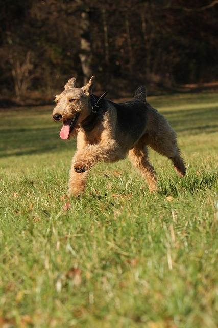 perro de caza-welsh-terrier