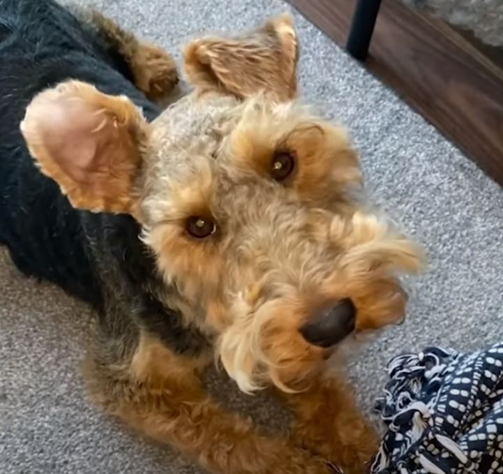 perro de-caza-welsh-terrier