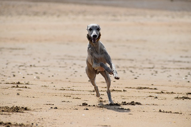 perro de caza whitppet corriendo