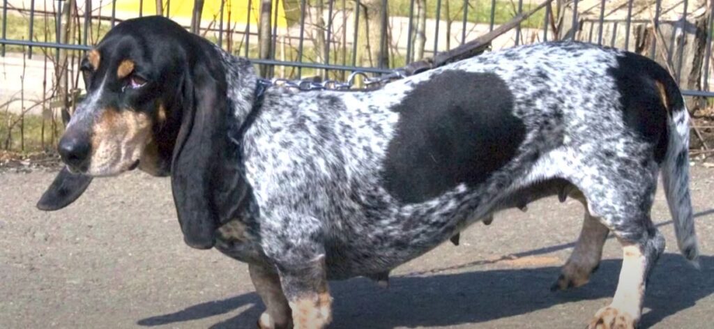 perro de caza Basset Azul de Gascuña