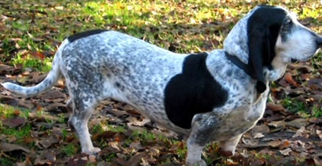 perro de caza Basset Azul de Gascuña