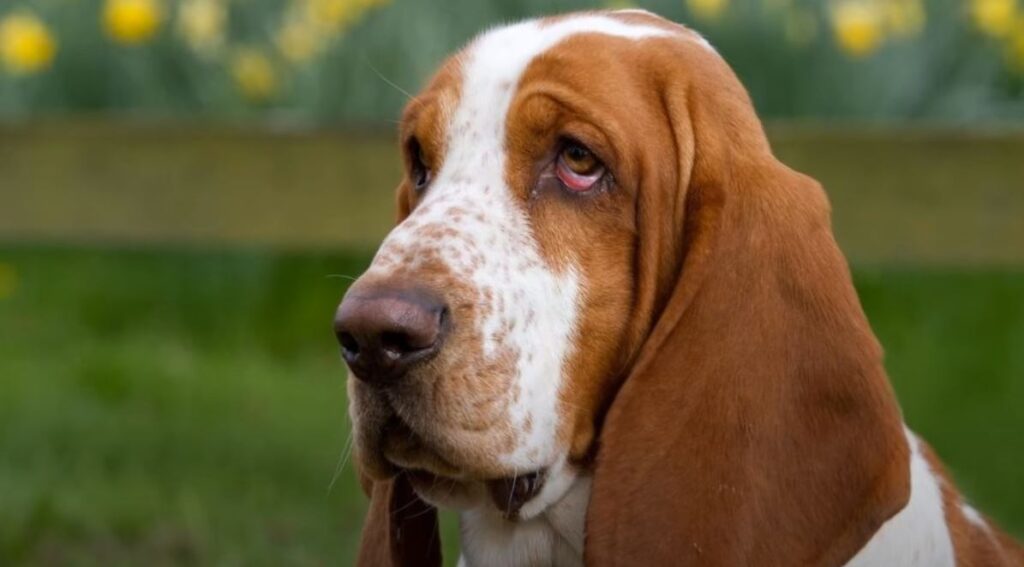 perro de caza Basset hound