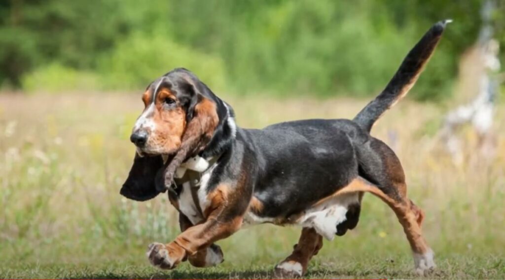 perro de caza Basset hound