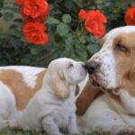 perro de caza Basset hound con cachorro