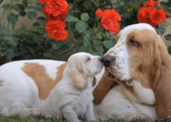 Cómo Elegir un Cachorro de Caza Perfecto