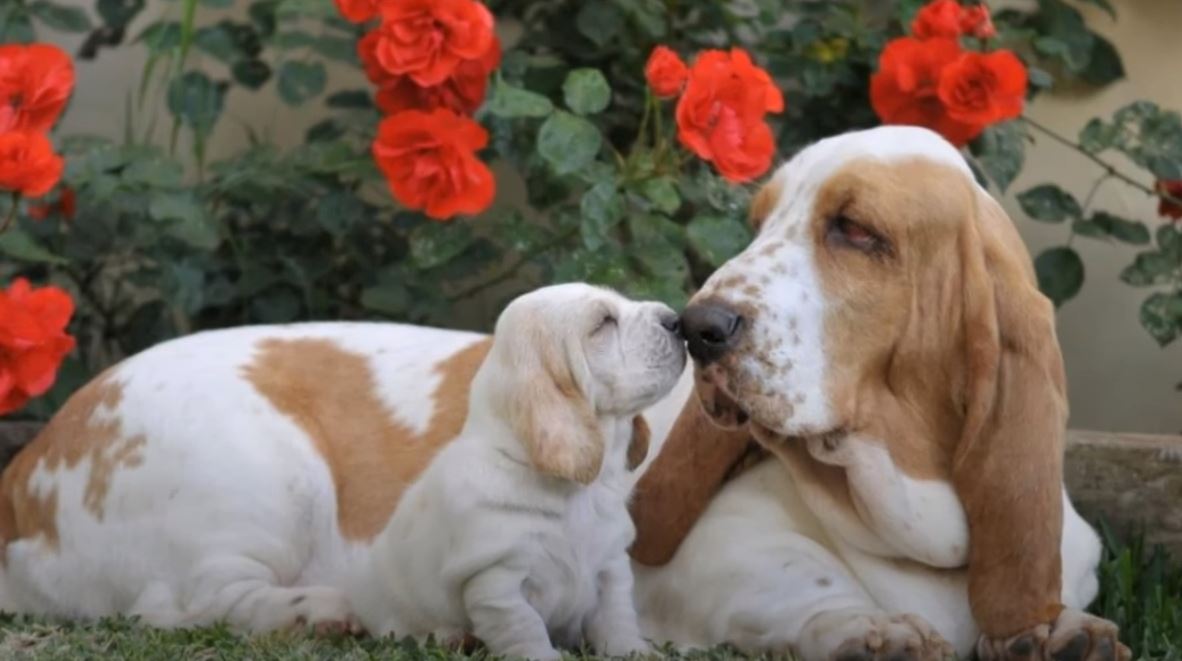 perro de caza Basset hound con cachorro