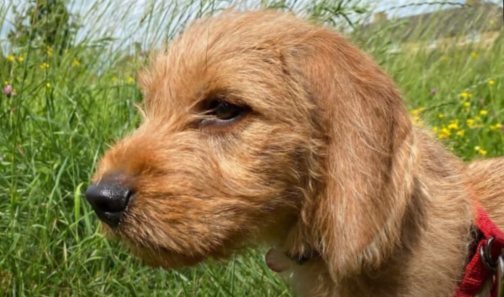 perro de caza Basset leonado de Bretaña