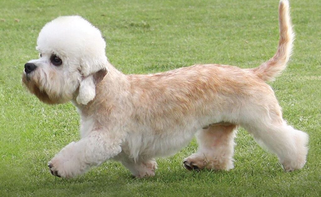 perro de caza Dandie Dinmont Terrier