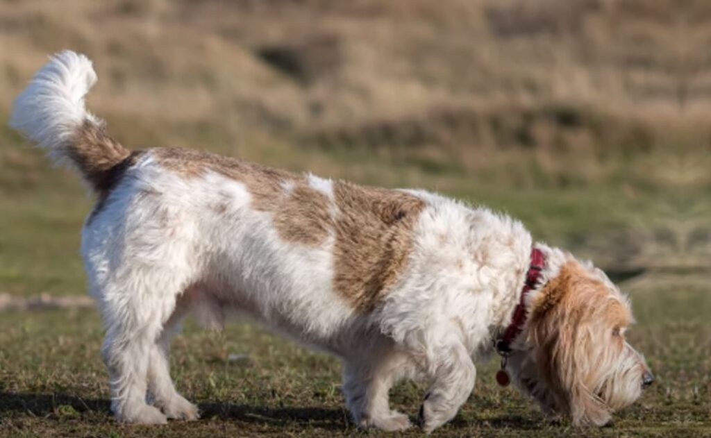 perro de caza Gran basset grifón vendeano