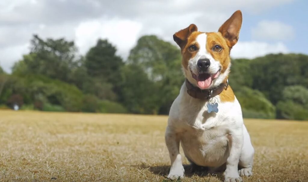 perro de caza Jack Russell Terrier