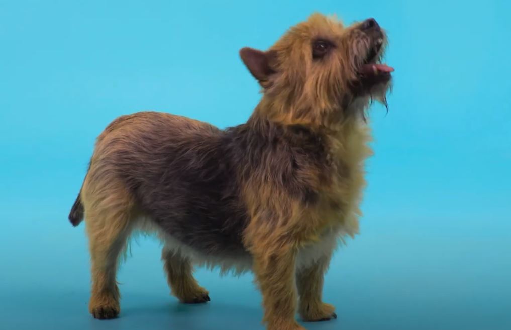 perro de caza Norwich Terrier