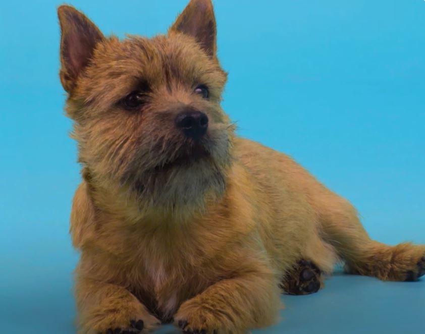 perro de caza Norwich Terrier