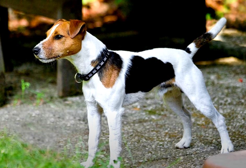 perro de caza Parson Russell terrier