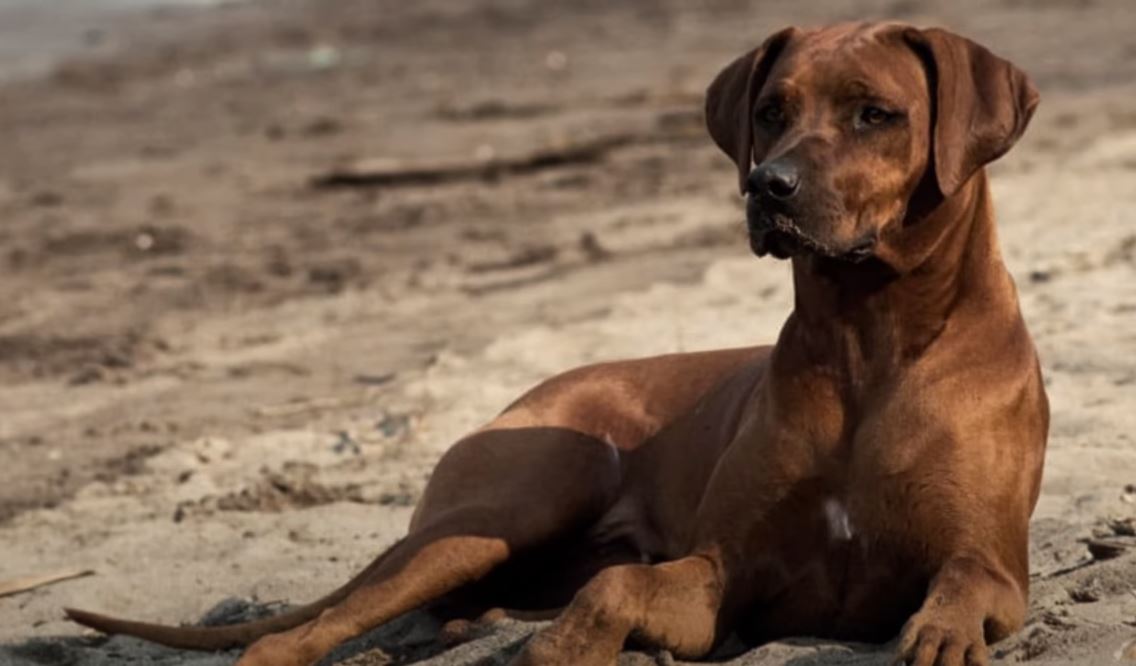 perro de caza Perro Crestado Rodesiano