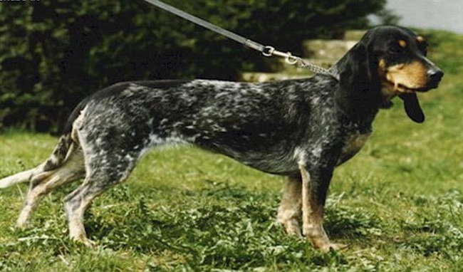 perro de caza Sabueso suizo pequeño