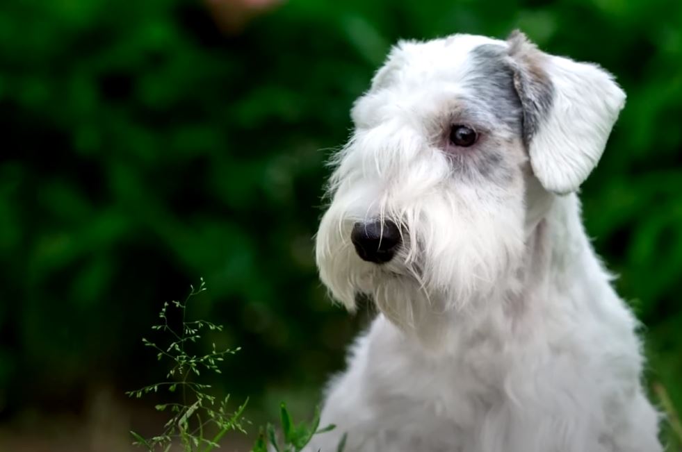 perro de caza Sealyham terrier