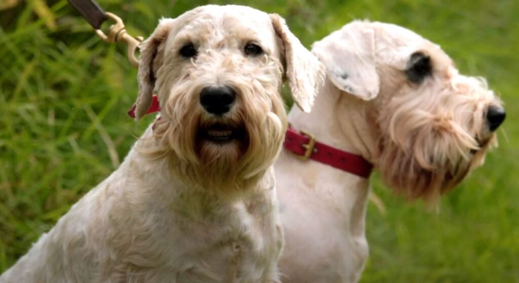 perro de caza Sealyham terrier