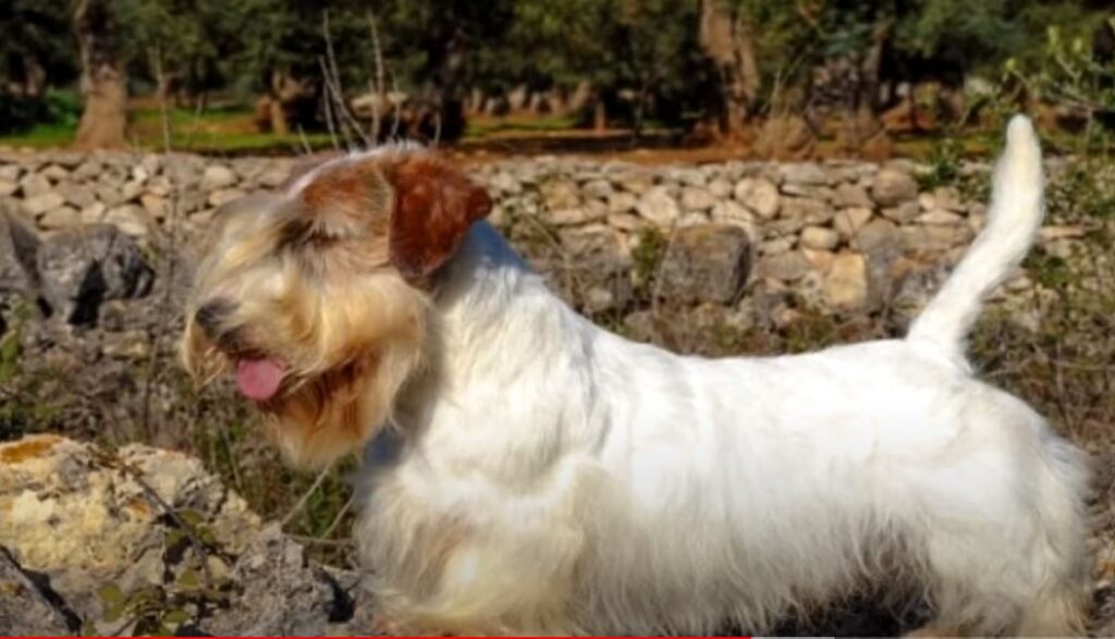 perro de caza Sealyham terrier