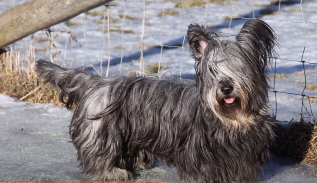 perro de caza Skye terrier