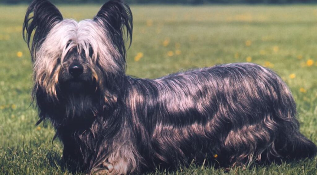 perro de caza Skye terrier