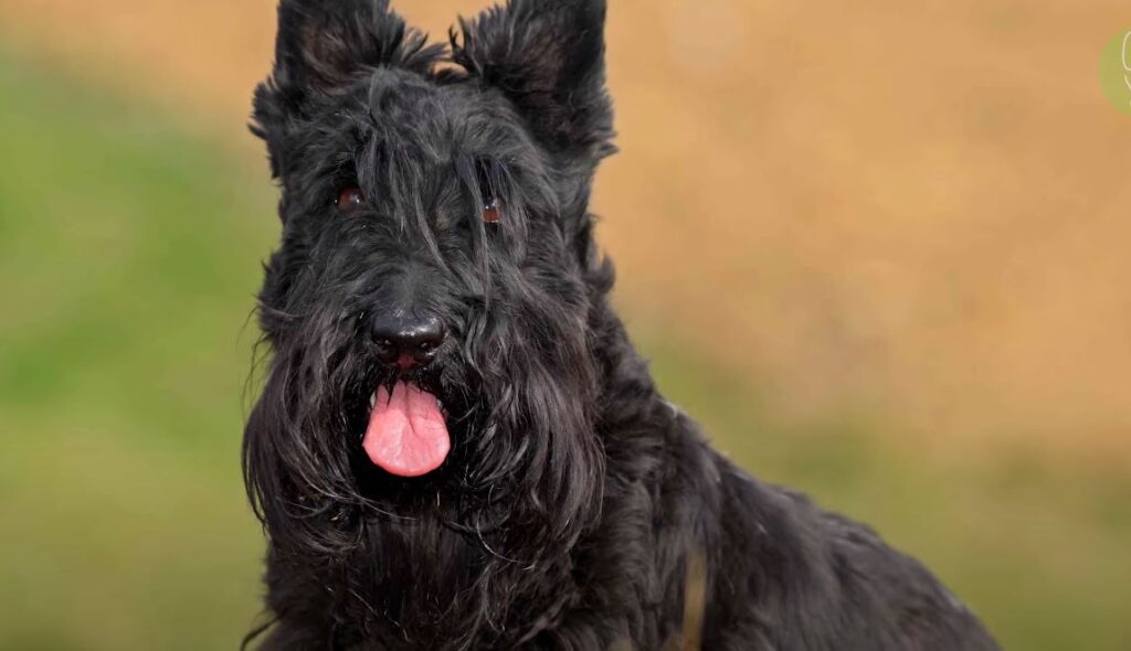 perro de caza Terrier Escocés