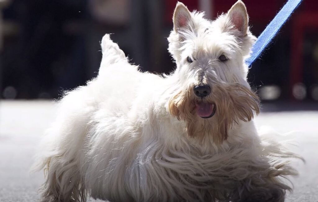 perro de caza Terrier Escocés