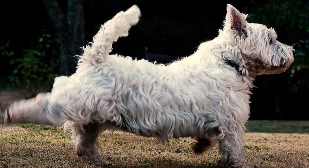 perro de caza West highland white terrier