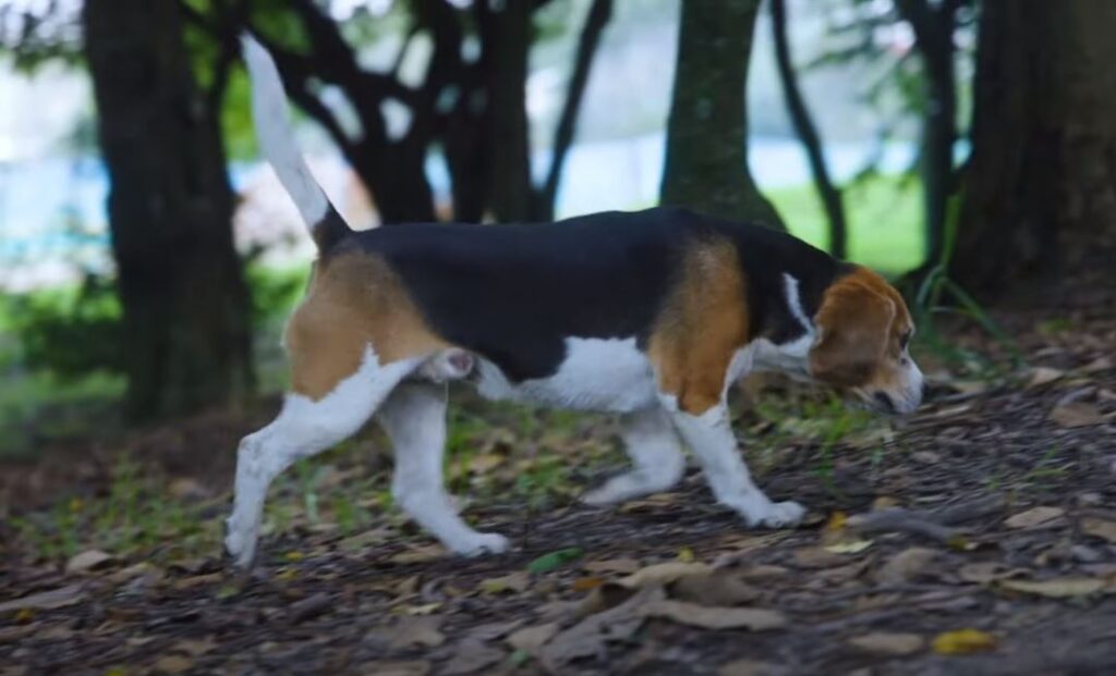 perro de caza beagle