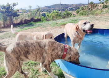 Home4udog Estepona |Dog boarding•Guarderia canina