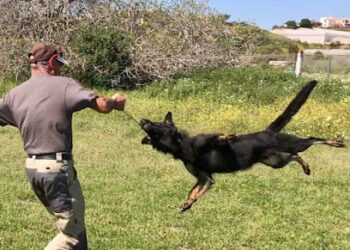 Club Canino Los Brocales Juan González