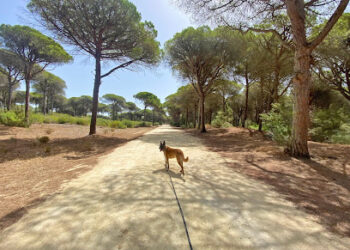 Offside Dogs – Professional Dog Training in Málaga