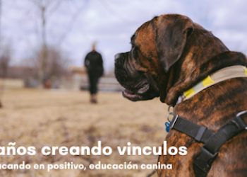 Educando en positivo, educación canina