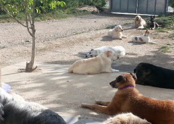 Educación Canina y Adiestramiento Ana Masoliver en San Sebastián