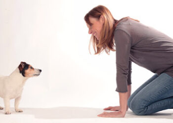 Personal Dog Trainer