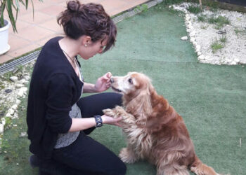 Adiestramiento canino – adiestradoraroser.es