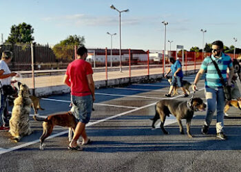 Zona Canina (Adiestramiento y Educador Canino en Ronda)
