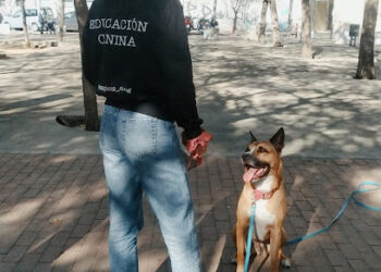 Sapiens Dog – Educación canina / Adiestramiento canino / Educación cachorros