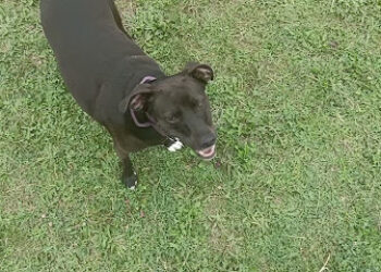 Hazi adiestramiento canino