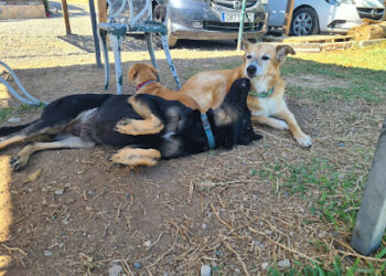 ilea educación canina