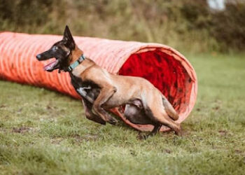 Agility gipuzkoa jauzikan