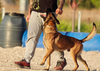 Adiestrador Canino Alicante-Wild Wild Dog